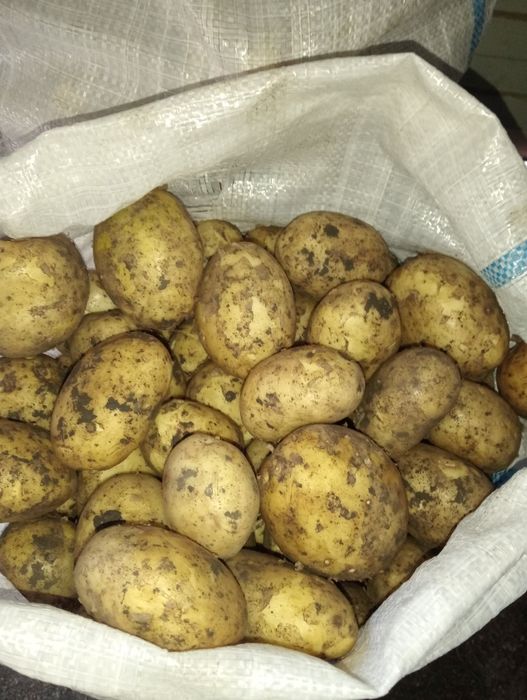 Продам картофель