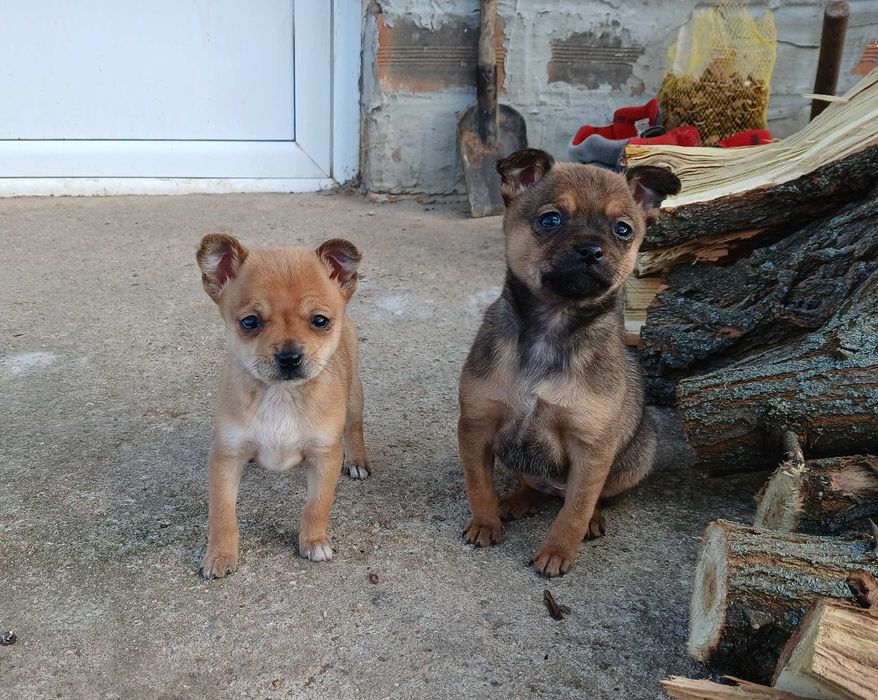 Пинчер            .