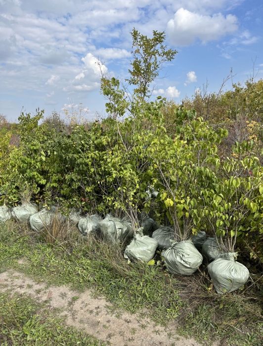 Саженцы сирень оптом