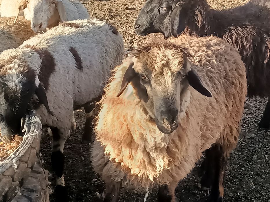 Тоқты семіз байланған