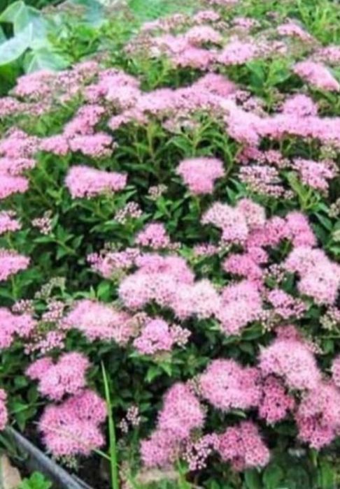 декор кустарники и цветы многолетние