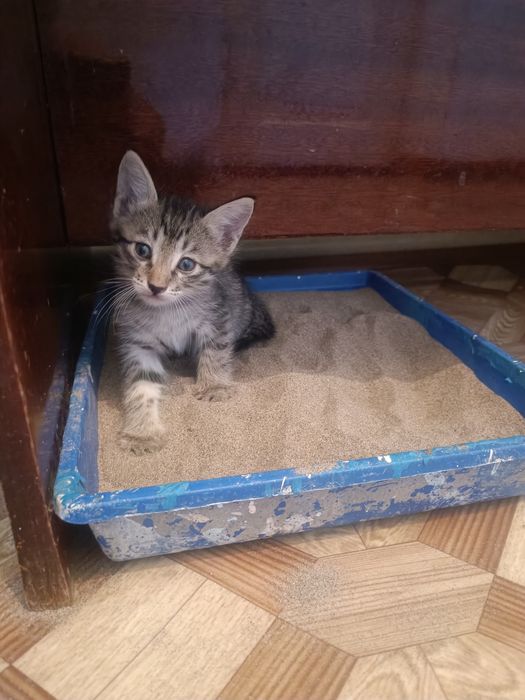 Котята 1.5 месяца