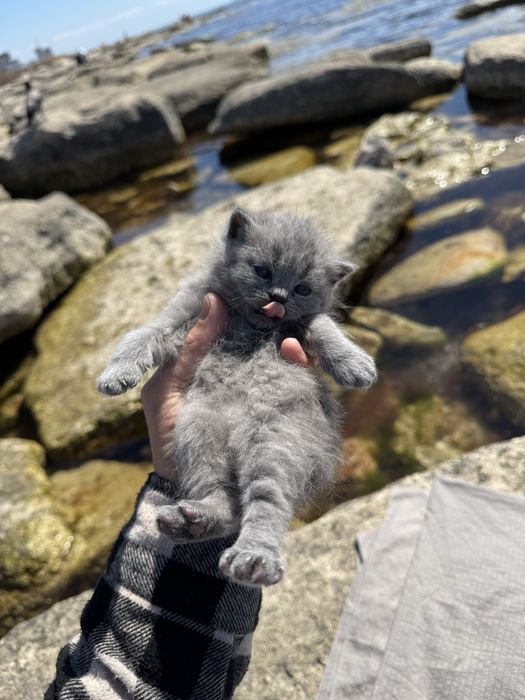 Элитные вислоухие котята