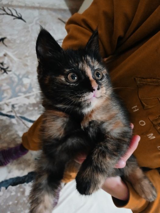 Отдадим котенка в хорошие руки