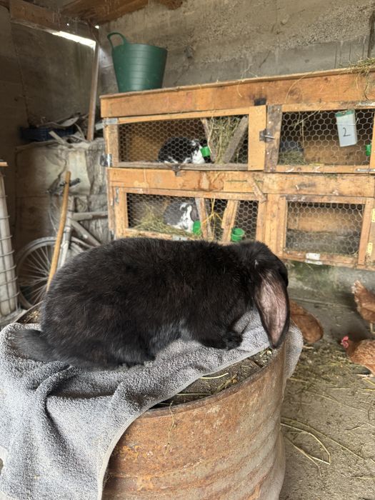 Vand iepuroi berbec german