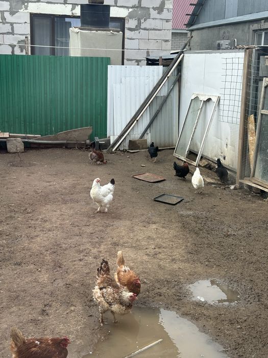 продам петухи куры