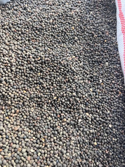 Vand samanta lucerna