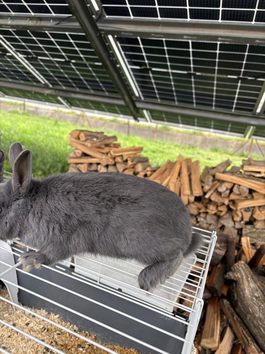 Vind mascul de pitic varsta 5 luni