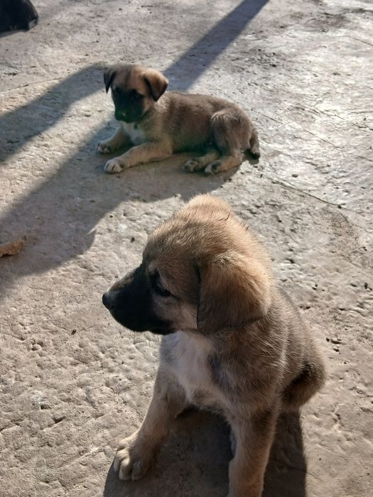 Отдам щенков в добрые руки!