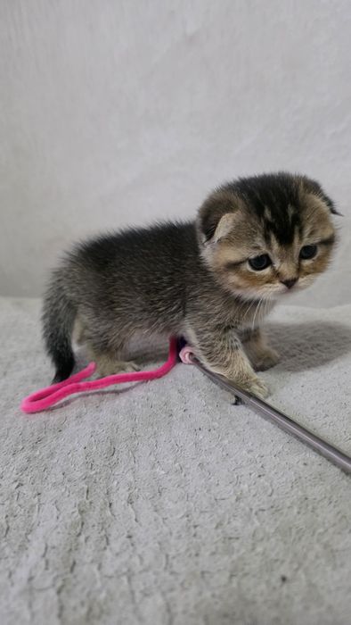 Продам шотландских котят