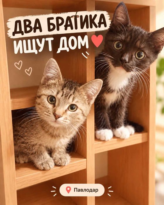 Два братика ищут дом!