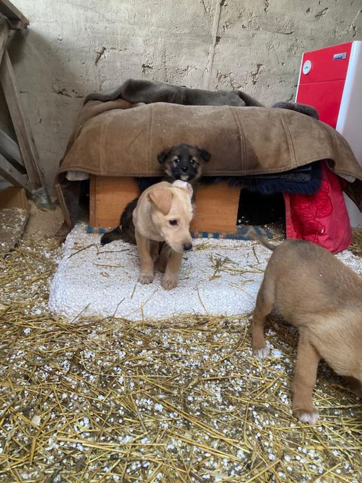 отдам щенков в дрбрые руки