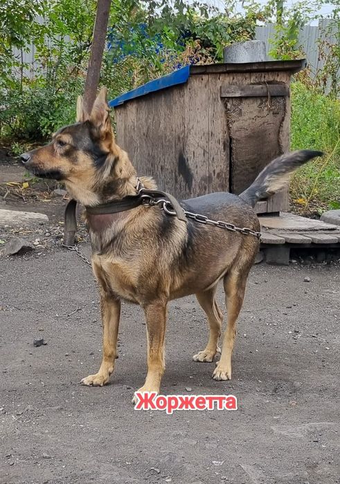 Дарю в добрые и ответственные руки