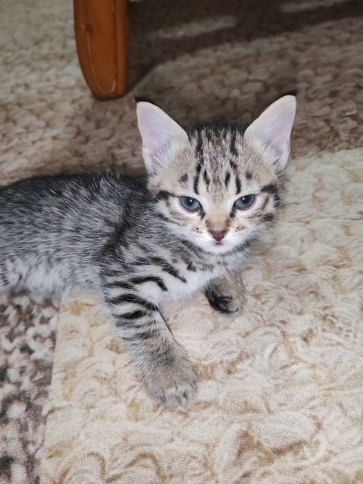 Котята в заботливые руки бесплатно
