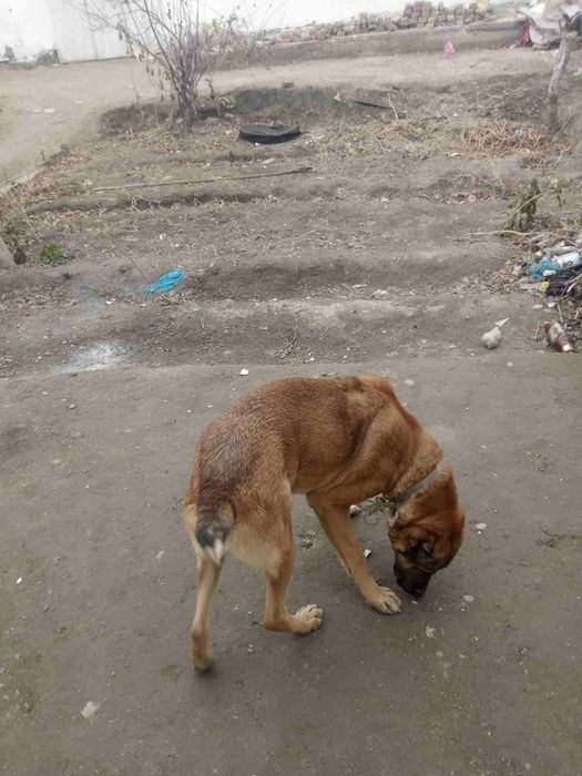 Алабай сотилади бир ярим еш.
