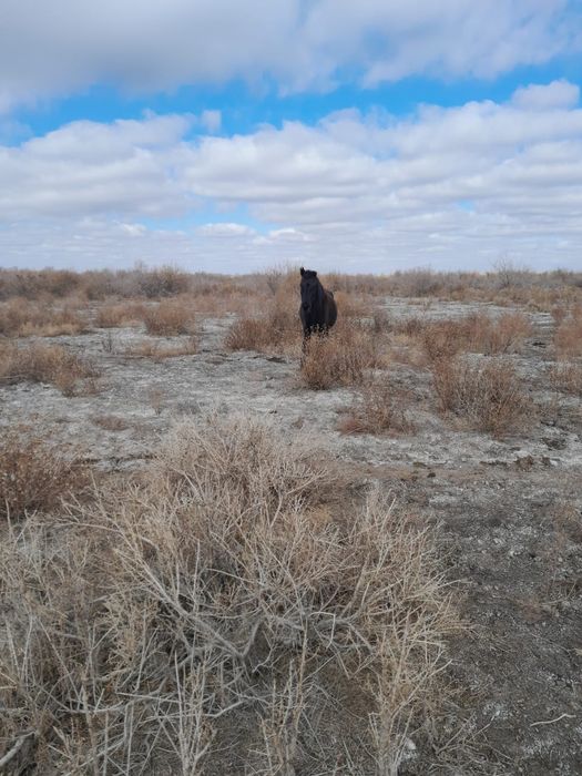 2 бие сатыладыыы