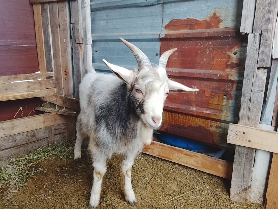 Зааненский теке сатылады,