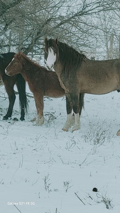 6жасар айғыр үйір ұстауға