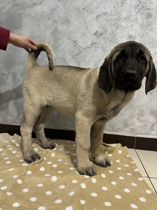 Femela kangal (malakli) disponibila