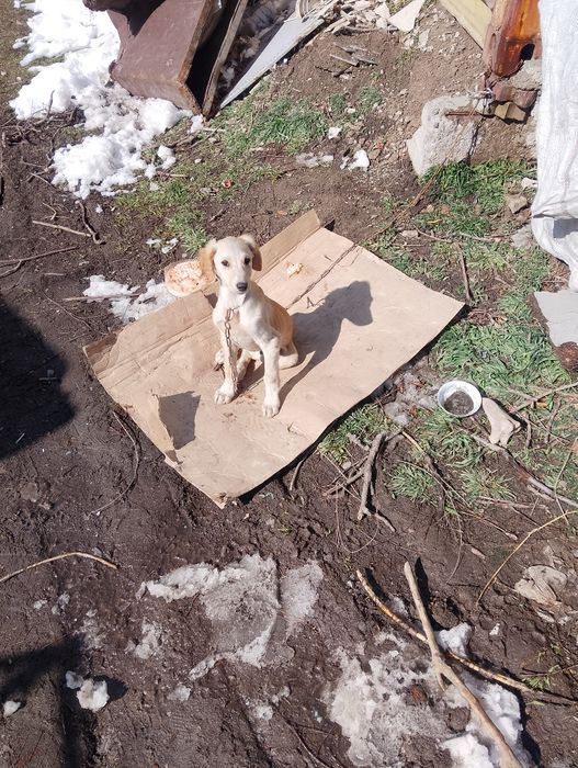 Щинок чистый таза