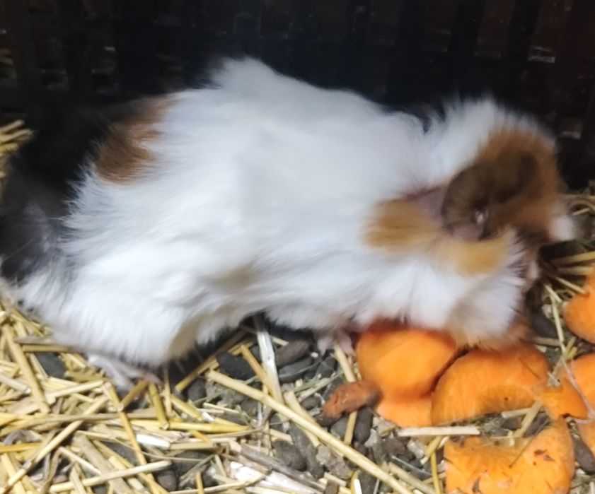 Продам морских свинок