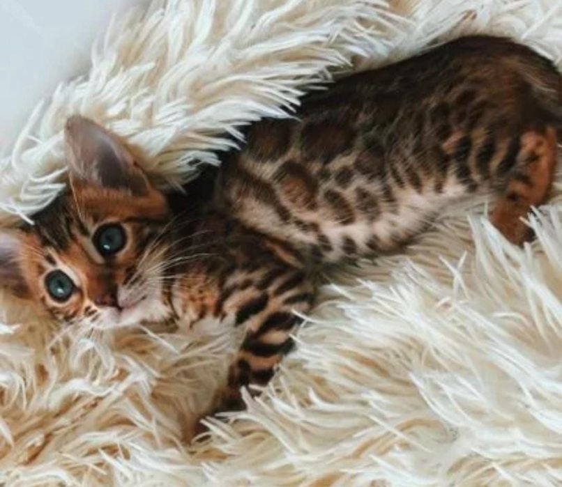 Золотые бенгальские котята