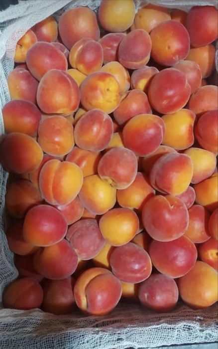 жеміс тал көшетер