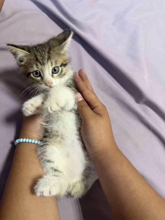 Отдам котят в добрые руки