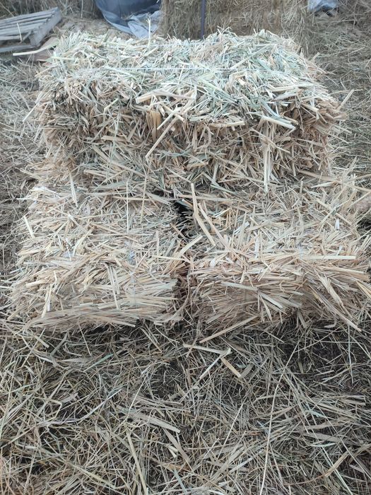 Шөп сатамын қамыс және табиғи аралас