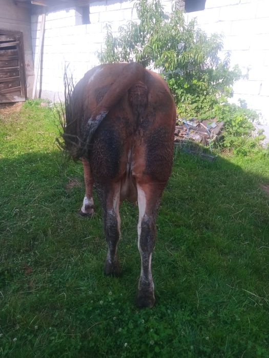 Vând vaca de 5 ani cu vițel de 2 săptămâni