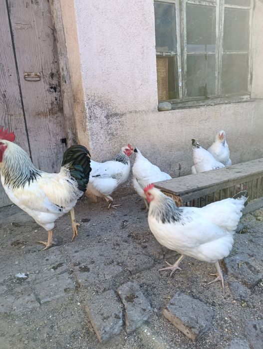 Яйца за люпене от светъл съсекс, голошийки и качулати