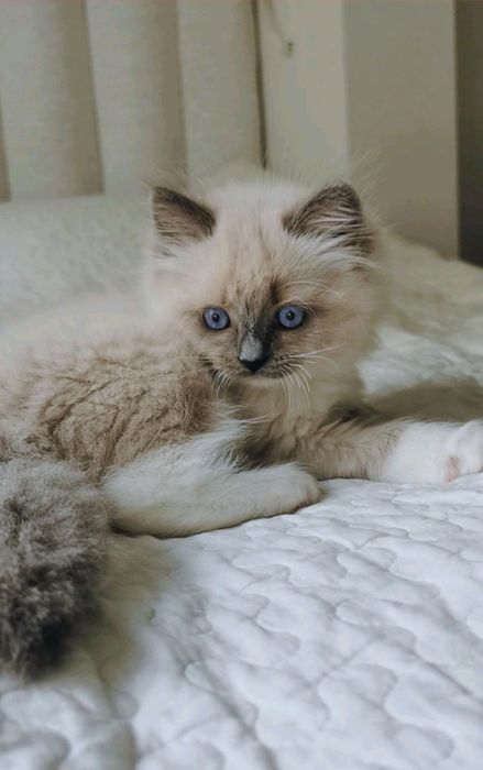 Ragdoll рагдол/регдол котe