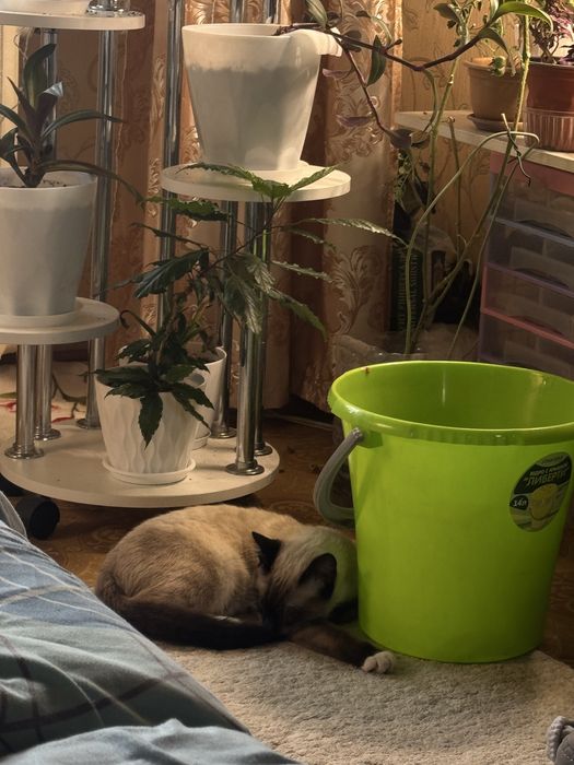 отдаю кота в добрые руки