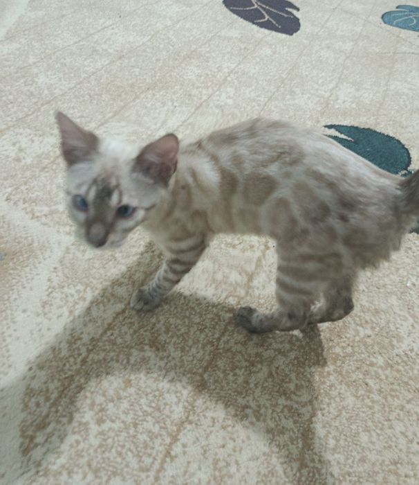 Mushuk sotiladi bengal