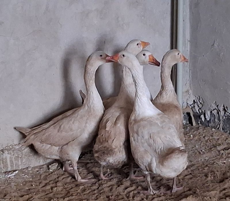 Ұрғашы ақ Қаздар 5 штук