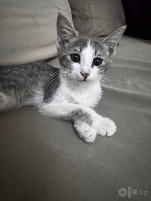 котенок отдам бесплатно