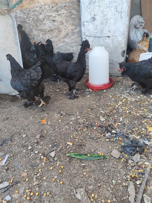 Găini cocoși tineri antre 70/300 depinde ce doriți
