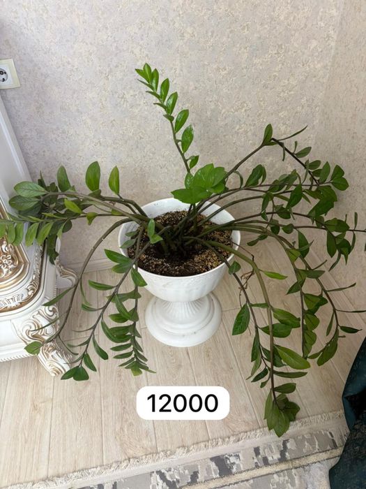 Продаю комнатные растения