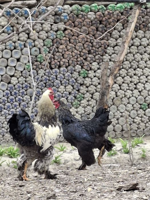 Брама хорозлар сотилади