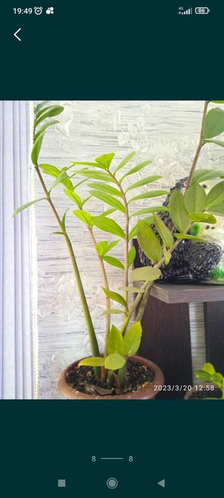 Продам комнатные цветы