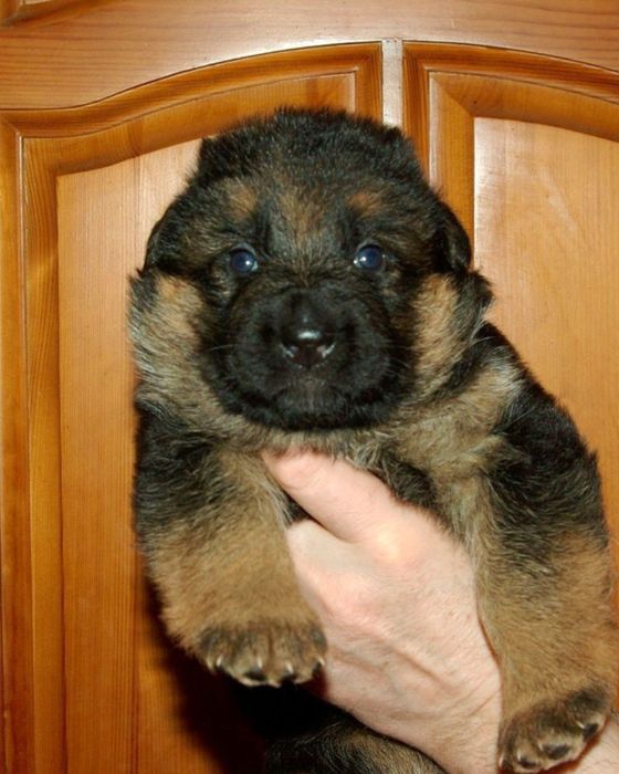 Малыши готовы к брони Немецкая овчарка