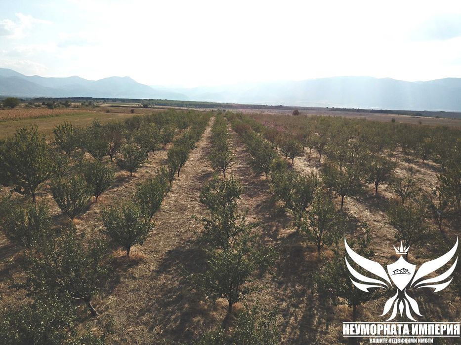 Продавам земя 24.5 декара засята със сливови дръвчета в с.Нови Извор