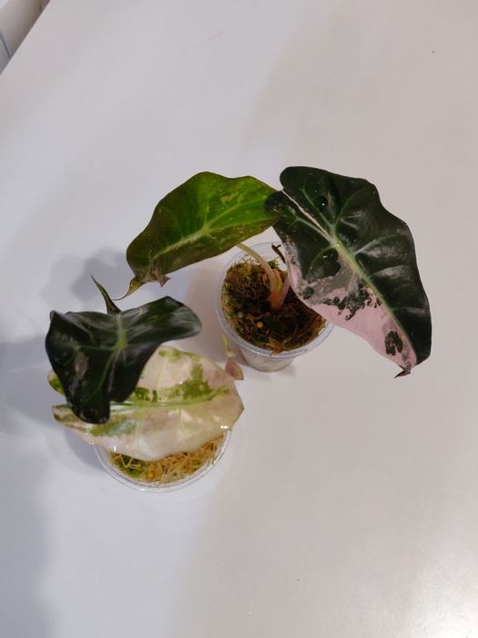 Алоказия Амазоника