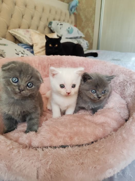 Продаются котята