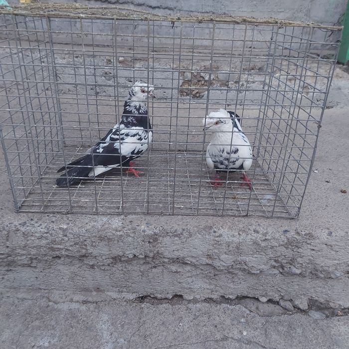 Сочи двух чуби пара лет с игрой