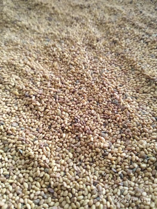 beda urug ozbekiston sharoitida ekib olingan sorti toshkent 1