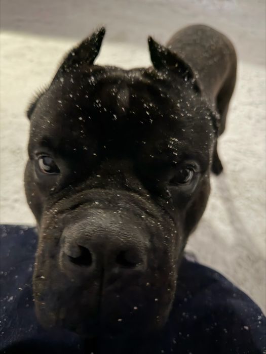 Кане корсо ищет подругу