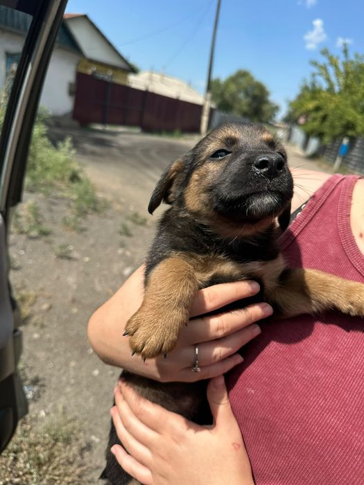 Щенки мальчики девочка помесь