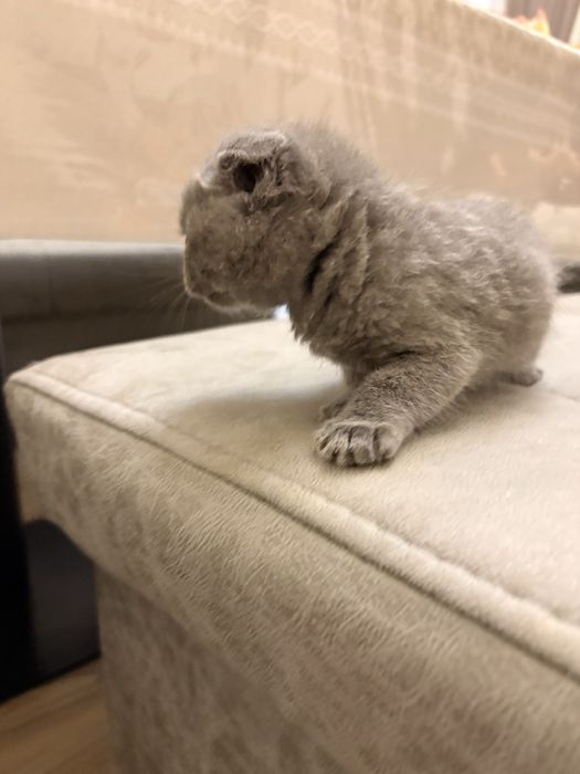Mushuk Scottish Fold