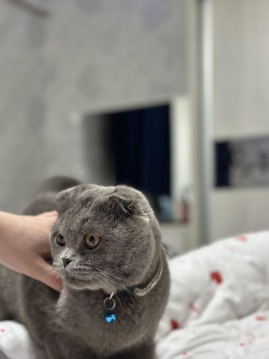 Mushuk sotiladi skotiw folt tozza